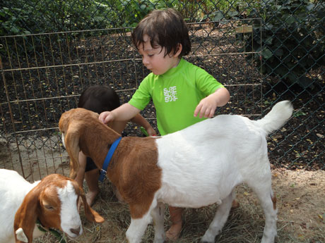 kids and goats