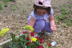 kid planting a lilly and impatients